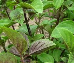 African Blue Basil Our Plants Kaw Valley Greenhouses