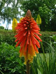 Red Hot Poker - Our Plants - Kaw Valley Greenhouses