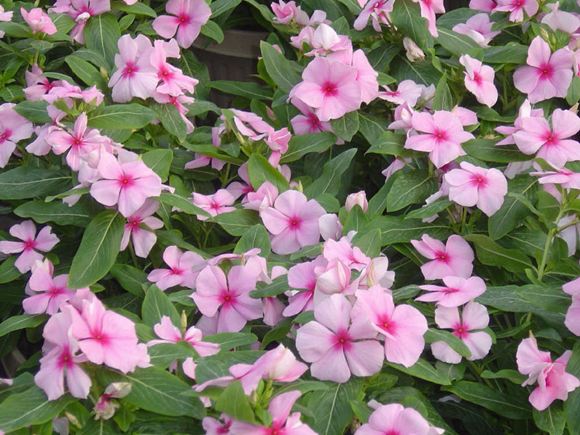 Vinca, Periwinkle - Our Plants - Kaw Valley Greenhouses