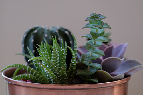 Succulent Container Gardening - Blog