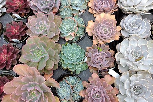 Kaw-echeveria.png