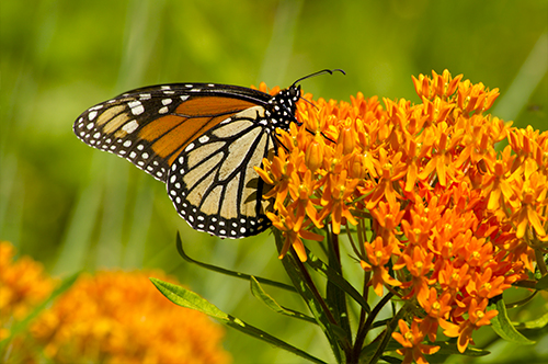 How to Grow a Thriving Butterfly Garden - Blog