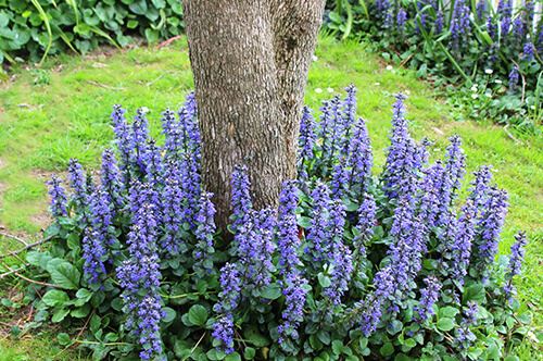 kaw valley best perennials birds bugleweed around tree trunk.jpg