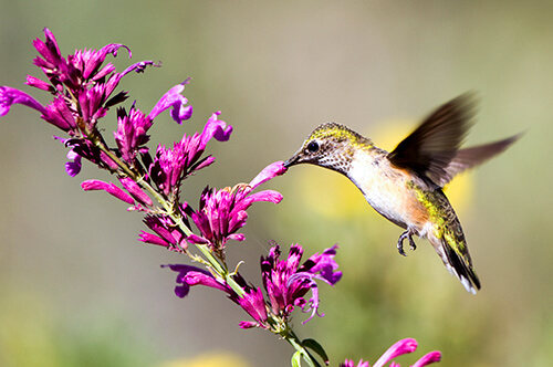 Top 5 Perennials for Birdwatchers - Blog