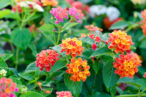 Top 10 Easy-to-Grow Flowers for Beginners - Blog