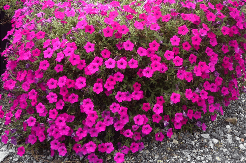 Exciting New Annuals for 2021 - Blog