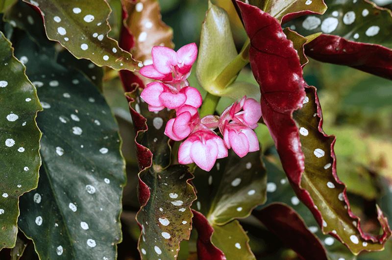 kaw valley greenhouse garden plants as houseplants pink wax begonia.png