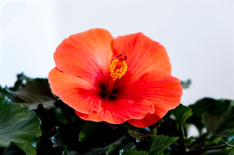 kaw valley greenhouse garden plants tropical hibiscus.png