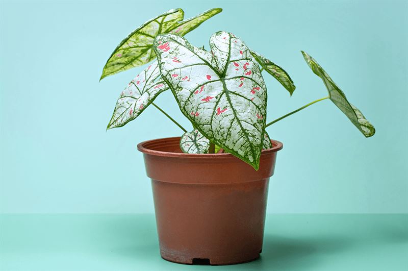 kaw valley greenhouse garden plants caladium in pot.png