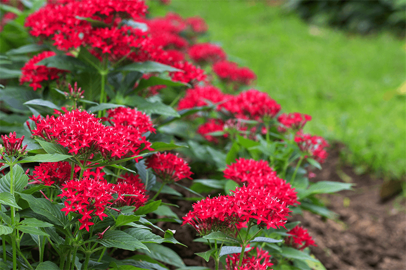 8 Bright and Bold Flowers for Your Garden - Blog