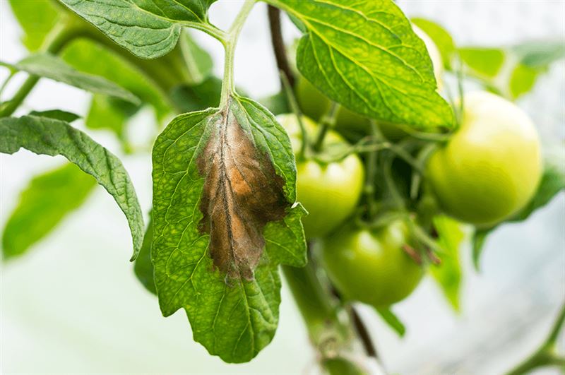 kaw valley greenhouse solve common veggie garden problems late blight on tomato.png