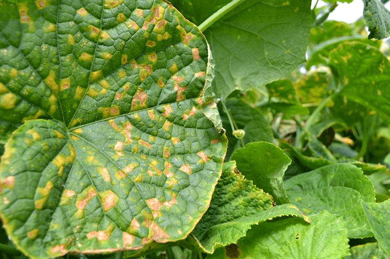 kaw valley greenhouse solve common veggie garden problems angular leaf spot cucumber.png