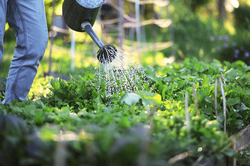 kaw valley greenhouse solve common veggie garden problems watering veggie plants.png