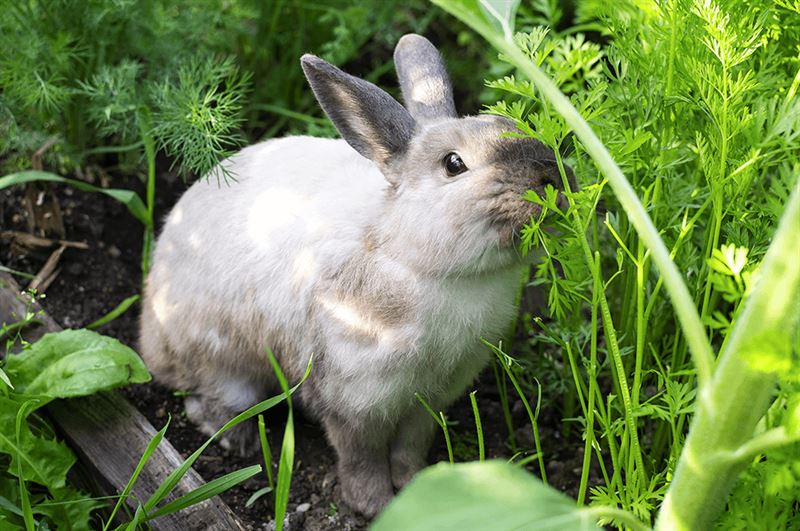 kaw valley greenhouse solve common veggie garden problems cracked tomato skins rabbit in garden.png