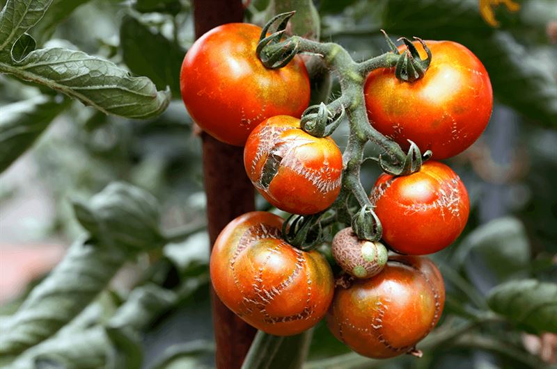 kaw valley greenhouse solve common veggie garden problems cracked tomato skins.png