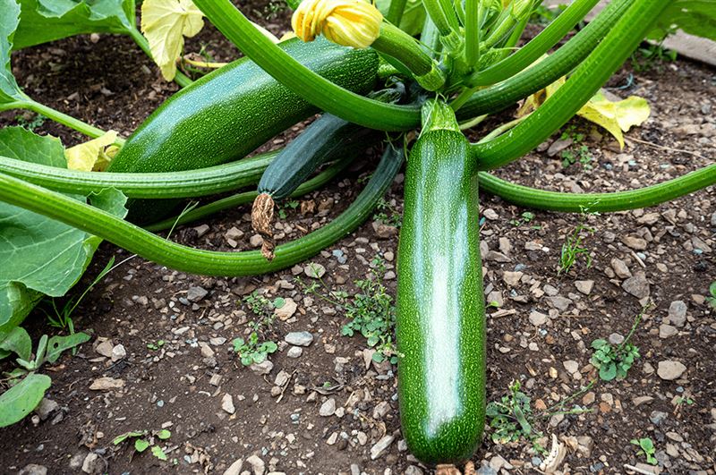 kaw valley greenhouse solve common veggie garden problems zuccini plant.png