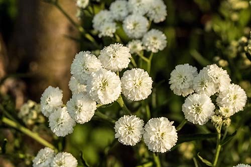 A Floral Fashion Show: 6 Must-Have Perennials for 2022 - Blog