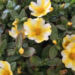 Portulaca, Purslane, Moss Rose - Our Plants - Kaw Valley Greenhouses