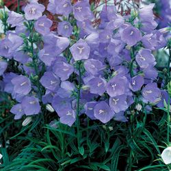 Peach Leaf Bellflower - Our Plants - Kaw Valley Greenhouses