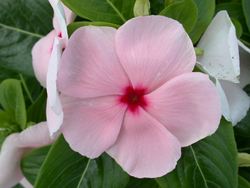 Vinca, Periwinkle - Our Plants - Kaw Valley Greenhouses