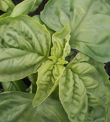 Sweet Basil, Basil - Our Plants - Kaw Valley Greenhouses