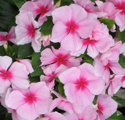 Vinca, Periwinkle - Our Plants - Kaw Valley Greenhouses