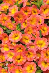 Calibrachoa, Million Bells - Our Plants - Kaw Valley Greenhouses