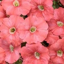 Petunia - Our Plants - Kaw Valley Greenhouses