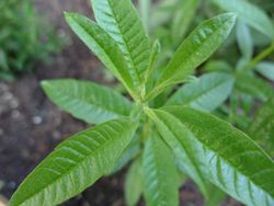 Lemon Verbena - Our Plants - Kaw Valley Greenhouses