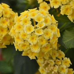 Lantana - Our Plants - Kaw Valley Greenhouses