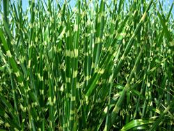 Zebra Grass - Our Plants - Kaw Valley Greenhouses