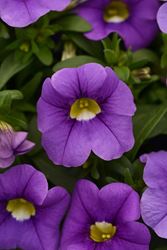 Calibrachoa, Million Bells - Our Plants - Kaw Valley Greenhouses