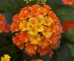 Lantana - Our Plants - Kaw Valley Greenhouses