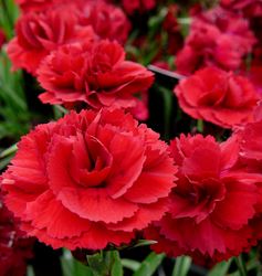 Dianthus, Hardy Carnation - Our Plants - Kaw Valley Greenhouses