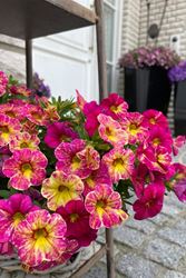 Calibrachoa, Million Bells - Our Plants - Kaw Valley Greenhouses