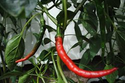 Cayenne, Hot Pepper - Our Plants - Kaw Valley Greenhouses