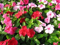 Vinca, Periwinkle - Our Plants - Kaw Valley Greenhouses