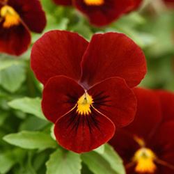 Viola - Our Plants - Kaw Valley Greenhouses