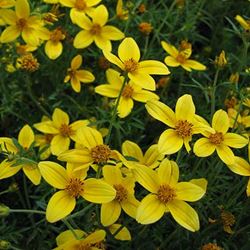 Bidens - Our Plants - Kaw Valley Greenhouses