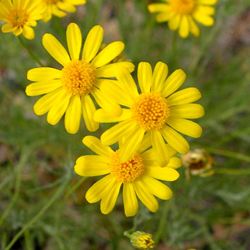 Dahlberg Daisy - Our Plants - Kaw Valley Greenhouses