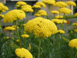 Yarrow, Cloth of Gold - Our Plants - Kaw Valley Greenhouses