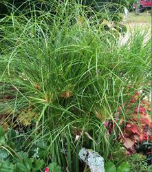 Cyperus, Dwarf Egyptian Papyrus, Egyptian Reed - Our Plants - Kaw ...