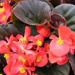 Wax Begonia - Our Plants - Kaw Valley Greenhouses