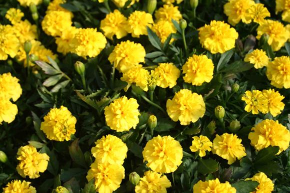 Marigold, French Marigold - Our Plants - Kaw Valley Greenhouses