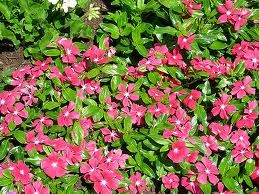 Vinca, Periwinkle - Our Plants - Kaw Valley Greenhouses