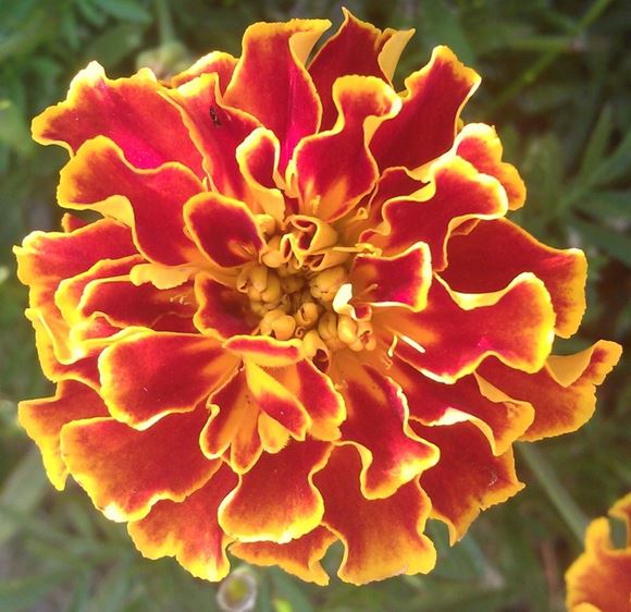 Marigold, French Marigold - Our Plants - Kaw Valley Greenhouses