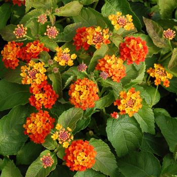 Lantana - Our Plants - Kaw Valley Greenhouses