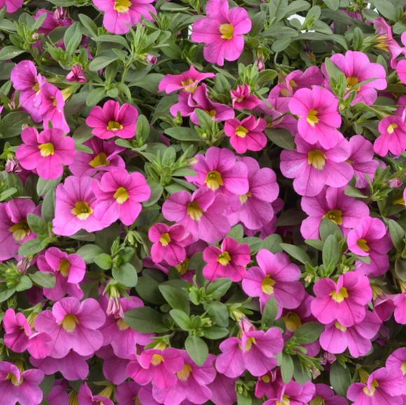 Calibrachoa, Million Bells - Our Plants - Kaw Valley Greenhouses