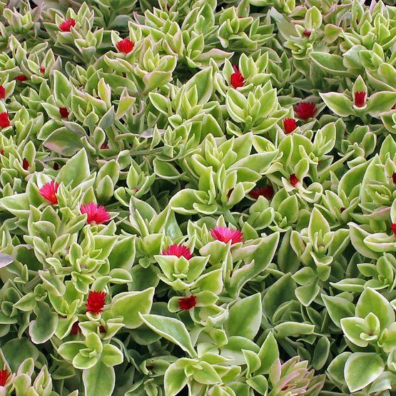 Succulent, Heartleaf Ice Plant - Our Plants - Kaw Valley Greenhouses
