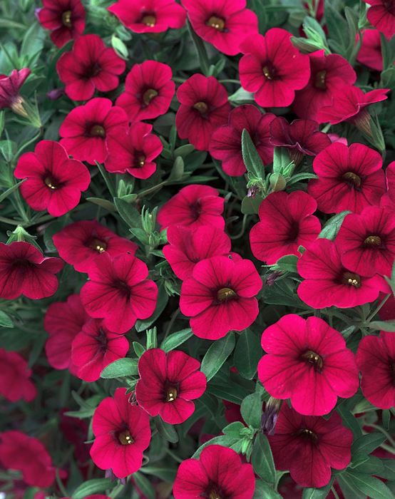 Calibrachoa - Our Plants - Kaw Valley Greenhouses